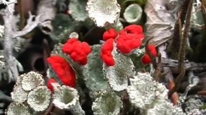 Записки Сибирского Натуралиста 2 сезон 11 серия (документальный сериал, 2005)