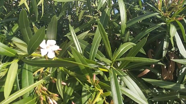 Нарушили карантин все на городском пляже! смотреть онлайн