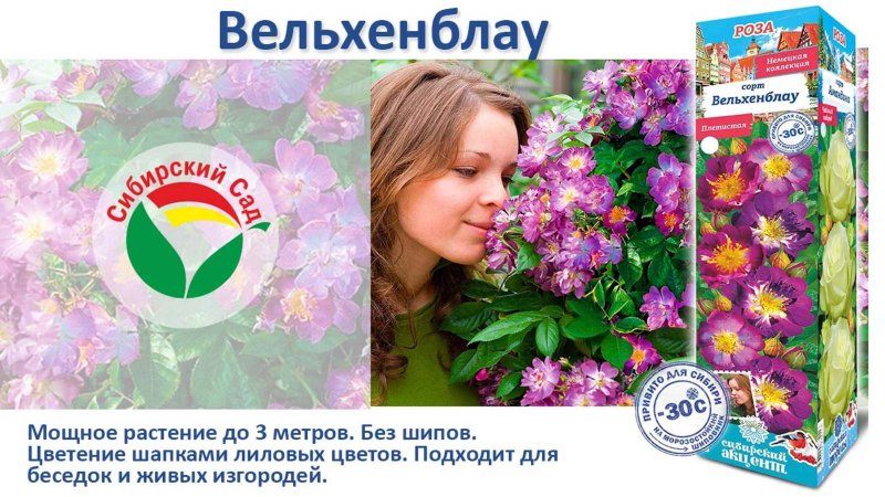 Роза Вельхенблау (Плетистая) от Агрофирмы "Сибирский сад"