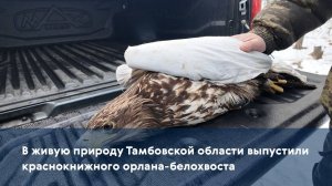 В живую природу Тамбовской области выпустили краснокнижного орлана-белохвоста