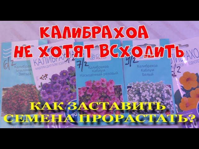 #Калибрахоа. Почему не всходят семена калибрахоа?