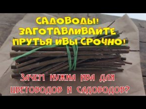 Заготовьте черенки ивы! Это лучший природный укоренитель для черенков.