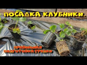 Посадка клубники. Когда пересаживать клубнику?