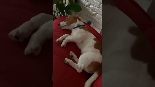 А говорят им не снятся сны 