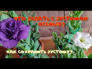 Что делать с эустомой осенью? Как сохранить?
