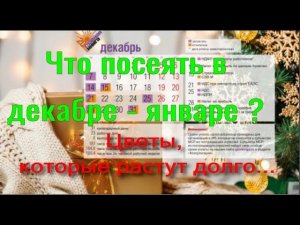 Какие цветы сеять в декабре - январе? Посев петунии, сурфинии, калиброхао, эустомы.