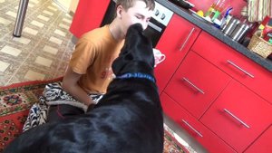 Dog loves owner