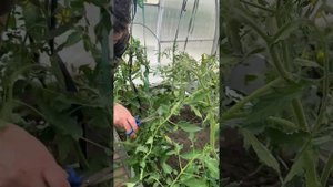 Интересная петля подвязки растений к шпалере