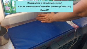 Подготовка к холодному сезону! Как не заморозить Сортовые Фиалки (Сенполии) Зимой?!