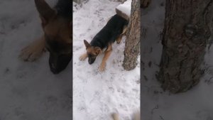 Мухтар и Лайма, первый снег у собак.mp4