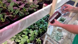 Лечим хлороз на гортензиях быстро, эффективно! Баковая супер- смесь!👍👍👍