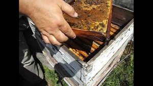 подсаживаю помеченную матку в улей и смотрю на поведение пчел