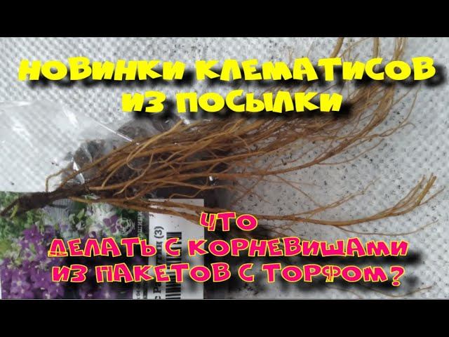 КЛЕМАТИСЫ ИЗ ПОСЫЛКИ. ЧТО ДЕЛАТЬ С КОРНЕВИЩАМИ ПОСЛЕ ПОКУПКИ?
