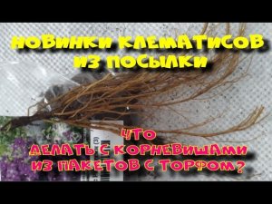 КЛЕМАТИСЫ ИЗ ПОСЫЛКИ. ЧТО ДЕЛАТЬ С КОРНЕВИЩАМИ ПОСЛЕ ПОКУПКИ?