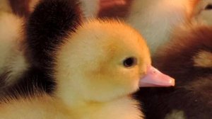 Костя  в  гостя  у  цыплят