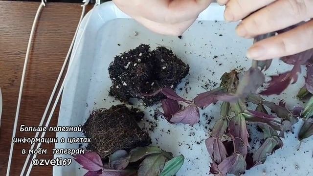 У декабриста ( шлюмбергеры) покраснели листья