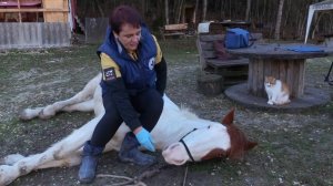 Государственная ветеринарная служба Севастополя проводит вакцинацию лошадей