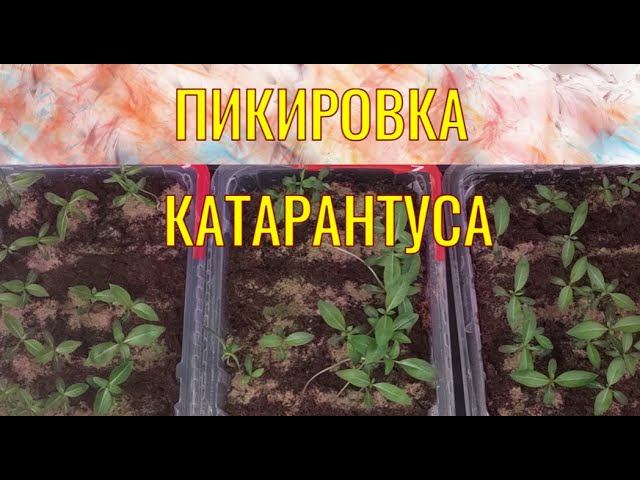 #КАТАРАНТУС. ПИКИРОВКА СЕЯНЦЕВ И ИТОГ ЗИМНЕГО ЧЕРЕНКОВАНИЯ
