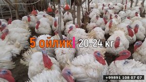 Big 6 kurka / induk jo'jalarini boqish. БИГ 6 ИНДЮК ЖОЖАЛАРИ ЧЕКЛАНМАГАН МИКДОРДА