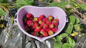 Клубника  на высоких грядках. первый урожай 2024. Сибирь.