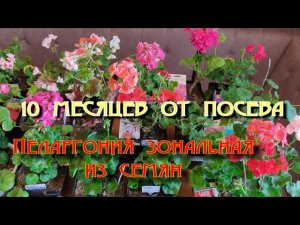 Пеларгония из семян через 10 месяцев. Ч 5.