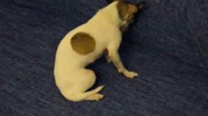 собаку ругают ))))