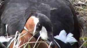 Записки Сибирского Натуралиста 2 сезон 9 серия (документальный сериал, 2005)