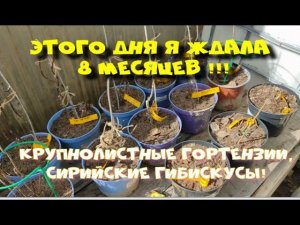 Этого дня я ждала 8 месяце! Открываю крупнолистные гортензии.