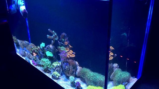 Морской аквариум 2.0 Простор для кораллов! смотреть онлайн