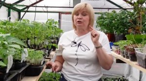 Обязательно сделайте ПОДКОРМКУ РАССАДЫ томатов! Советы от ЗЕЛЕНОГО ОГОРОДА!