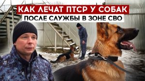 Как лечат ПТСР у собак после службы в зоне СВО