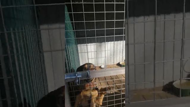 Моё утро с моими собачульками🤗 #РоссияДальнийВосток #собаки смотреть онлайн