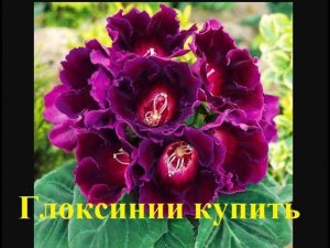 Где купить глоксинии? глоксинии купить почтой