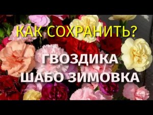 Гвоздика шабо зимой. Как сохранить?