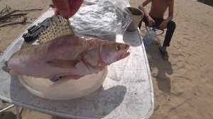 Обь авг 2023 Большой Ерш