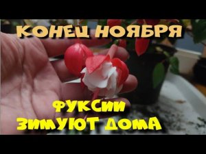 ФУКСИИ ЗИМУЮТ ДОМА. ОБЗОР ОСЕННИХ ЧЕРЕНКОВ.