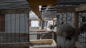 Седоголовый шегол классно поёт 🦜🦜🦜