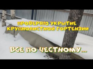 Проверяю укрытие крупнолистной гортензии.