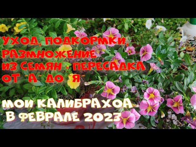 КАЛИБРАХОА В ФЕВРАЛЕ. Уход, подкормки, размножение. Что выросло из семян.