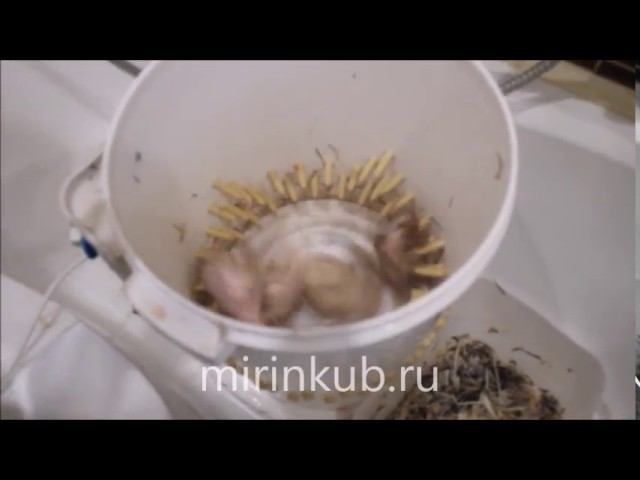 Перосъемная машина ПМ-2М для перепелов смотреть онлайн