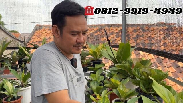 ANTHURIUM - ANTHURIUM VARIGATA BERKARAKTER ⁉️ HARGA DISKON BANYAK GERCEPINN смотреть онлайн