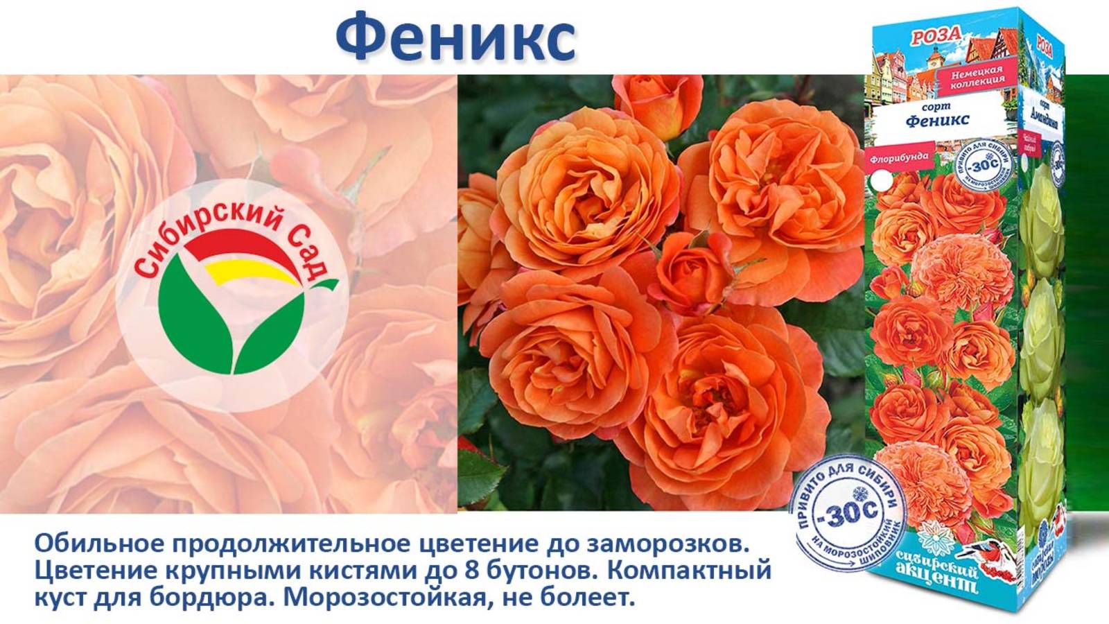 Роза Феникс (Флорибунда) от Агрофирмы "Сибирский сад"