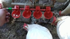 Капельная чашечная поилка с АлиЭкспресс для куриц.