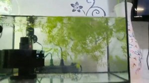 Нерестовик для меченосца, что я сделал уже.