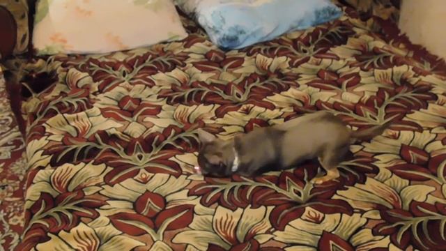 Когда вместо собаки подсунули котёнка:3 смотреть онлайн