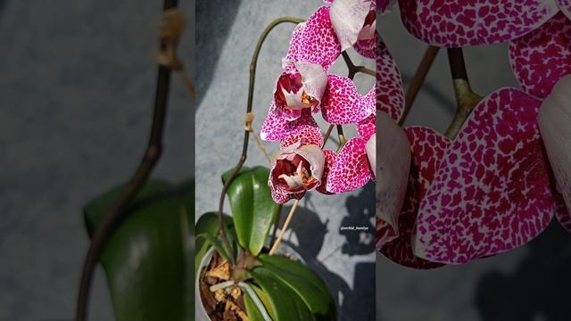 Phal. Dragon Maple пелор от Son Ya Orchids Nursery | Крупноцветковая орхидея Драгон Мэпл 💖