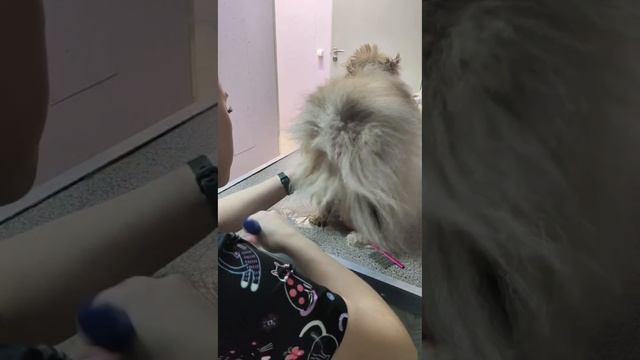 🐾 Идеальный груминг для шпица в "Доктор Пух" Голицино! ✂️