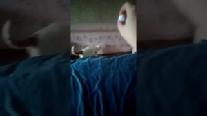 Кошки, как у Куклачева)