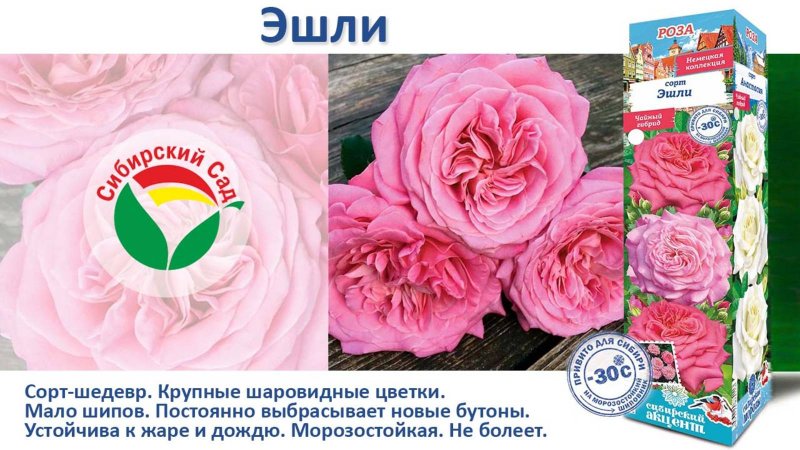 Роза Эшли (Чайно-гибридная) от Агрофирмы "Сибирский сад"