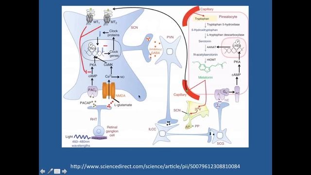 Blue Light can improve safety of Late Night Driving as much as Caffeine смотреть онлайн